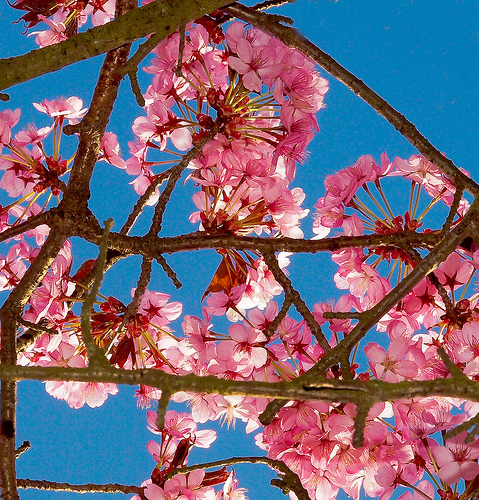Pink Blossom image by Anguskirk via Flickr