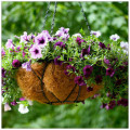 Hanging basket by Chiot's run
