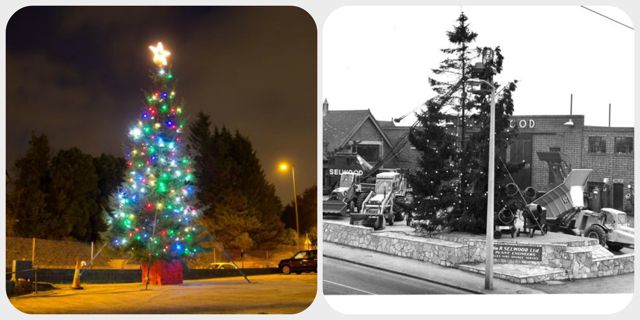 Selwood's magnificent Christmas trees: 1960s vs 2013. (Image credit: Selwood)