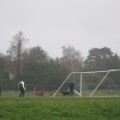 Men playing football with dogs at Hiltingbury Rec.