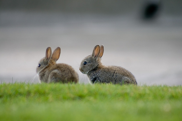 Chilbolton rabbits: image by Nick Devenish via Flickr.