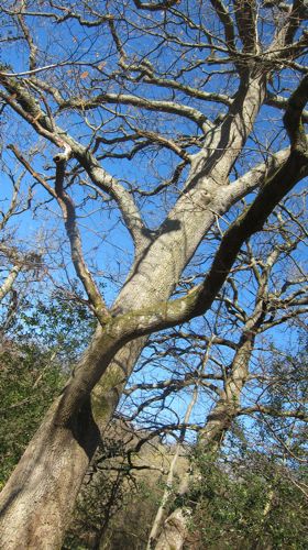 Beautiful oak tree in Hocombe Mead, Chandler's Ford.