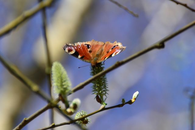 Hocombe Mead butterfly by Ian Julian.