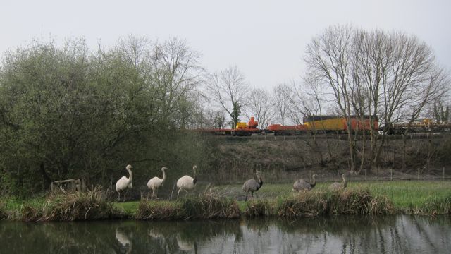 Train and Emus at Brambridge