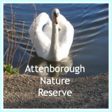 Attenborough Nature Reserve. Mute Swan.