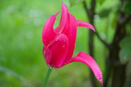tulip and rain