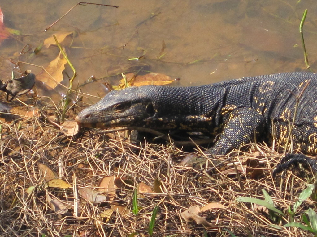 Monitor Lizard, in Sri Lanka.