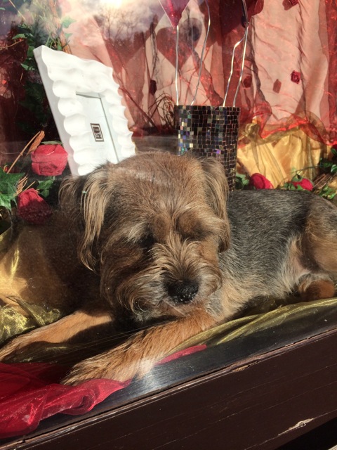 Teddy the shop dog can assist you with a quick cuddle.