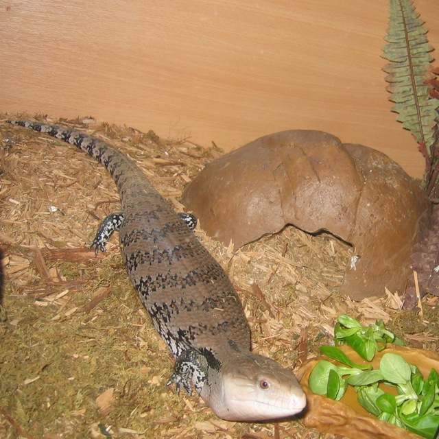 My  son's pet - a blue-tongued skink. 