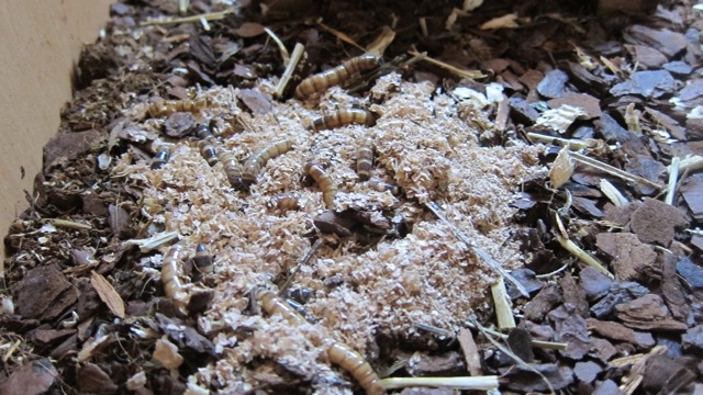 Mealworms burrowed underneath substrate.