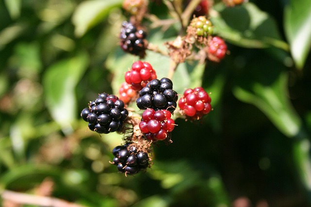 blackberries: In summer we would gather blackberries.