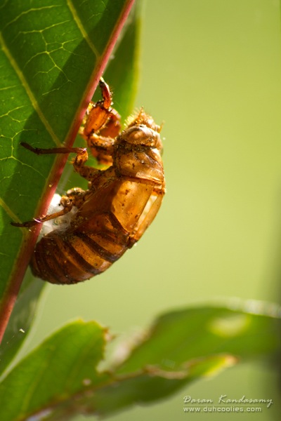 cicada skin by <a href="https://www.flickr.com/photos/daran_kandasamy/4396929279">Daran Kandasamy</a> via Flickr. 