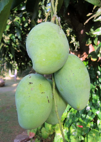 These mangos will be ripe in a few days, if the monkeys don't get them first. 