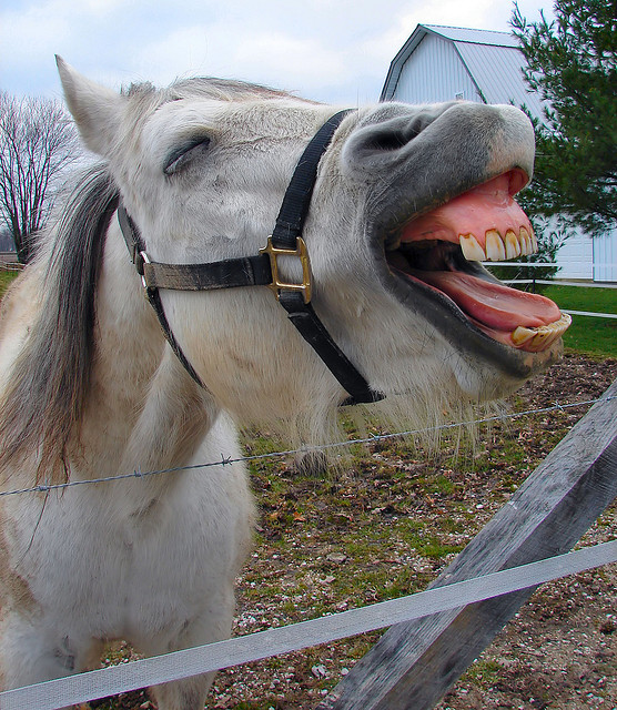 Look after your teeth. Laughing Star, Flickr, by Cindy Cornett Seigle