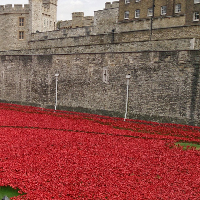 888,246 ceramic poppies progressively filled the Tower's famous moat between 17 July and 11 November 2014.