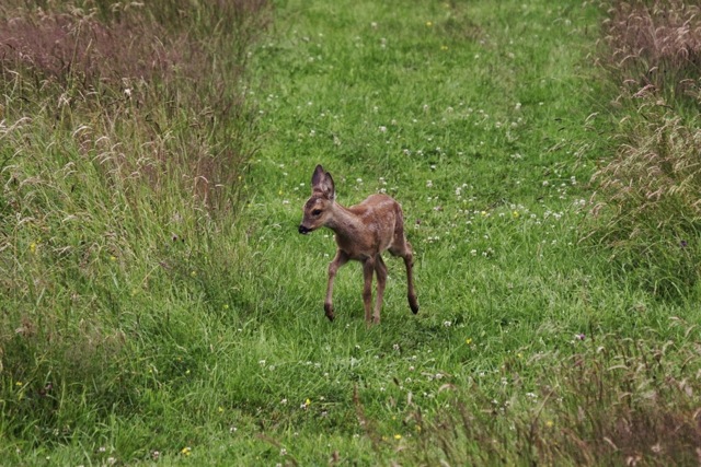 A fawn delicately picking its way along a path through the long grass. Views From My Window by Mark Braggins - deer.