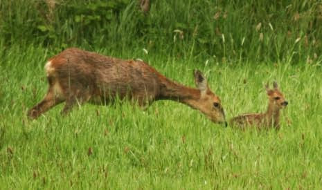 A tiny fawn, reluctant to move, is nudged forwards by its mother. Views From My Window by Mark Braggins - deer.