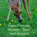 deer eating buttercups. Views From My Window by Mark Braggins - deer.