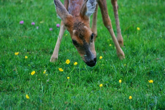 Leaving just the stalks - a deer quaffs buttercups. Views From My Window by Mark Braggins - deer.