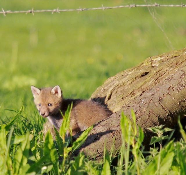 Fox cub: image by Mark Braggins