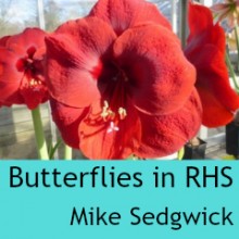 Butterflies in RHS Mike Sedgwick