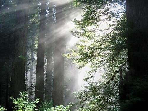 Redwood Forests of California. Flickr - Robert Ashworth
