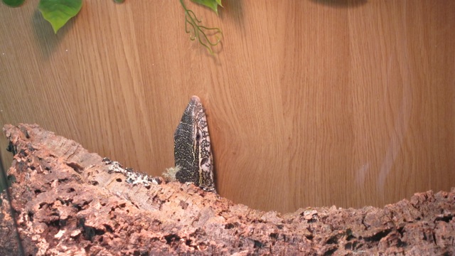Nile monitor at Tropic Exotics in Eastleigh.