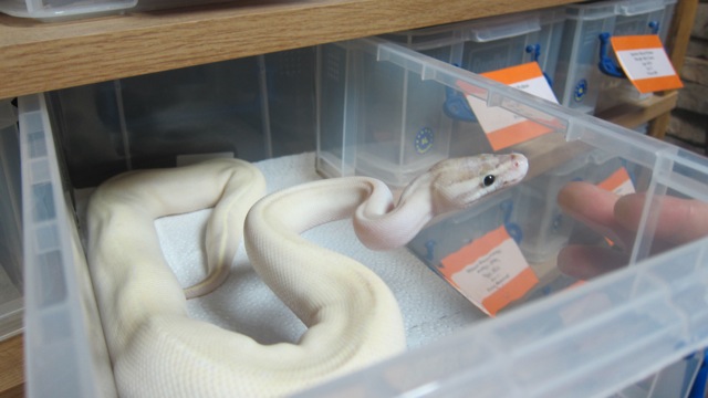  Pythons at Tropic Exotics in Eastleigh.