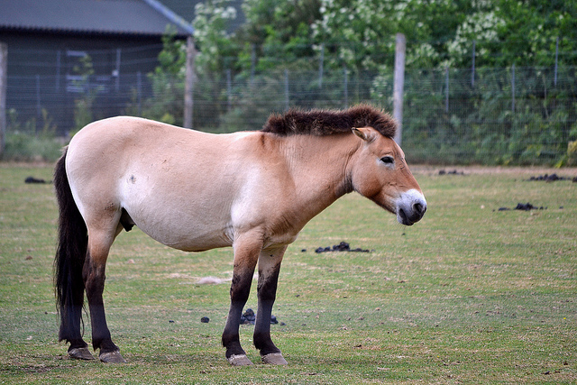 Przewalski's Horse. Flickr, Chris K