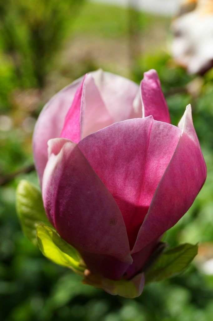 Magnolia blossom Image from Pixabay under Licence CC0 Public Domain