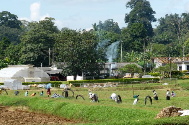workers laying irrigation pipes at the Dept of Agriculture in Sri Lanka