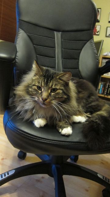 Life of an editor: I have to fight with Billy sometimes over my chair.