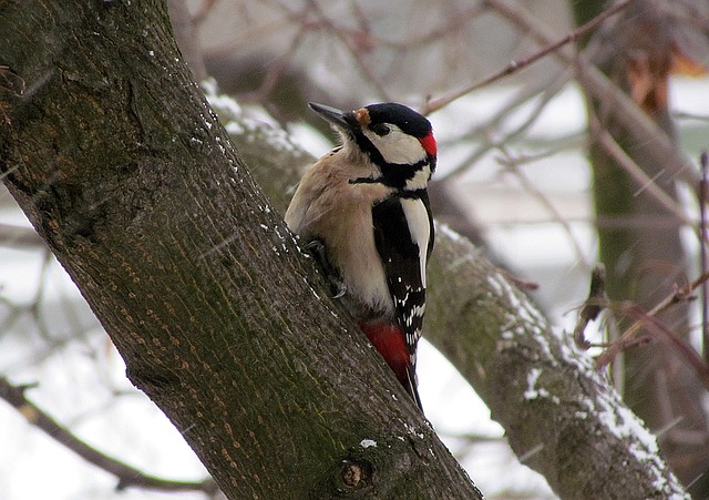 I've seen all main woodpecker types in our area (image via Pixabay)