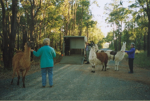 4 Llamas unloaded from the Llama Limo at a 'Drop off point' about 4km from the property (Photo by Wendy F)