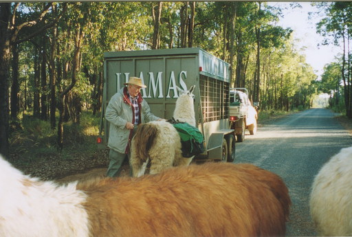 Doug Clews making final adjustments to his llama's panniers (Photo by Wendy F)