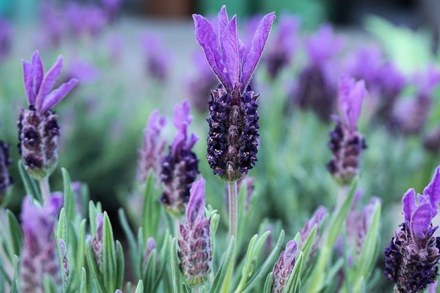 Lavender image by webandi via Pixabay.