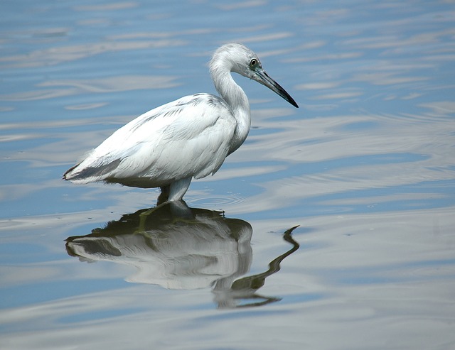 Egret - can be seen near cities - image via Pixabay