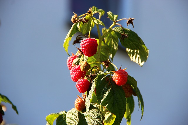Optimusius1 pixabay image raspberries