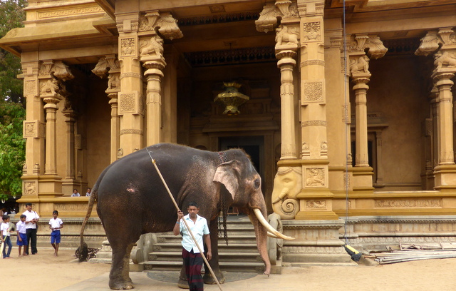 Elephant at Kelani Vihare