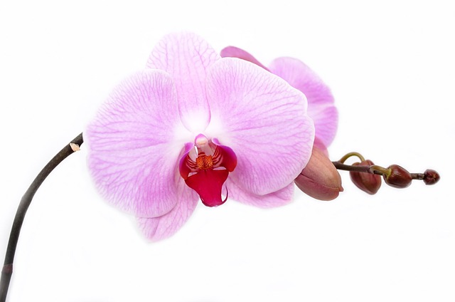 Orchid image via Pixabay