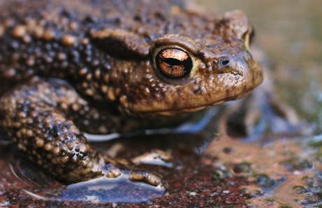 Common Toad.