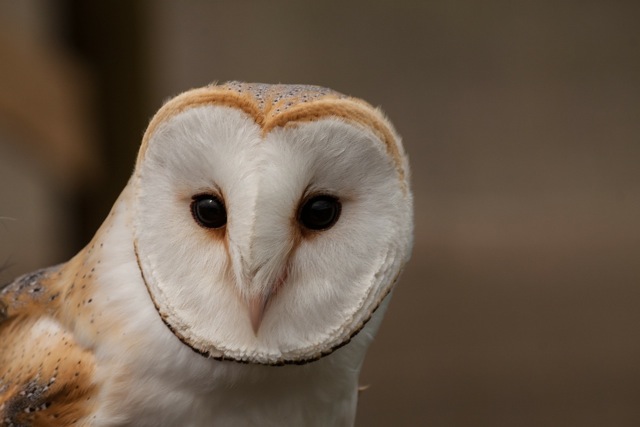 Barn Owl - frequently recorded hunting and calling close to Hiltingbury Road.