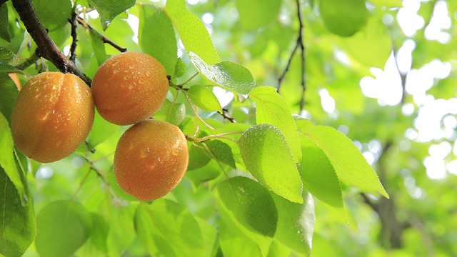 peaches xamunu via pixabay