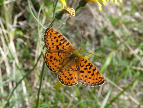 Pearl-bordered Fritillary - one of many species whose larvea feed on violets.