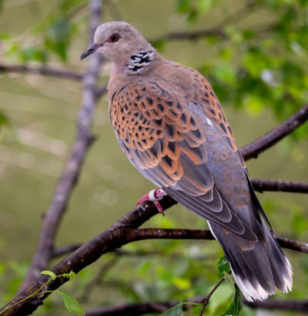 Turtle Dove - a 93% decline in breeding numbers since 1994, probably related to a reduction in their arable weed seed food.