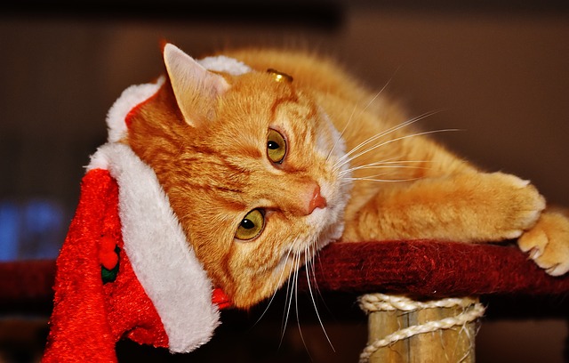 cat at Christmas