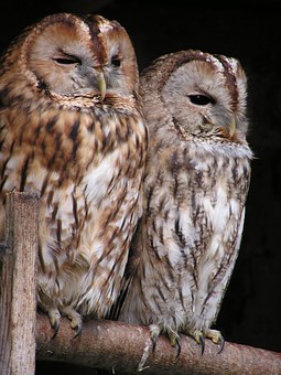 I get to hear owls at home and at Jermyns Lane but rarely see them, image via Pixabay