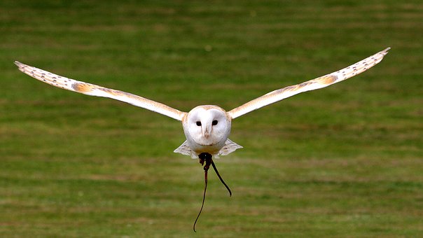 I have been lucky enough to see an owl in flight like this near Braishfield, just around the corner from Jermyns Lane, image via Pixabay
