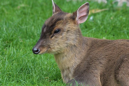 Muntjac deer - image via Pixabay