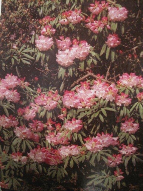Mrs Doncaster's Garden in Chandler's Ford. (Image taken from The Garden, Journal of the Royal Horticultural Society, January 1982.)